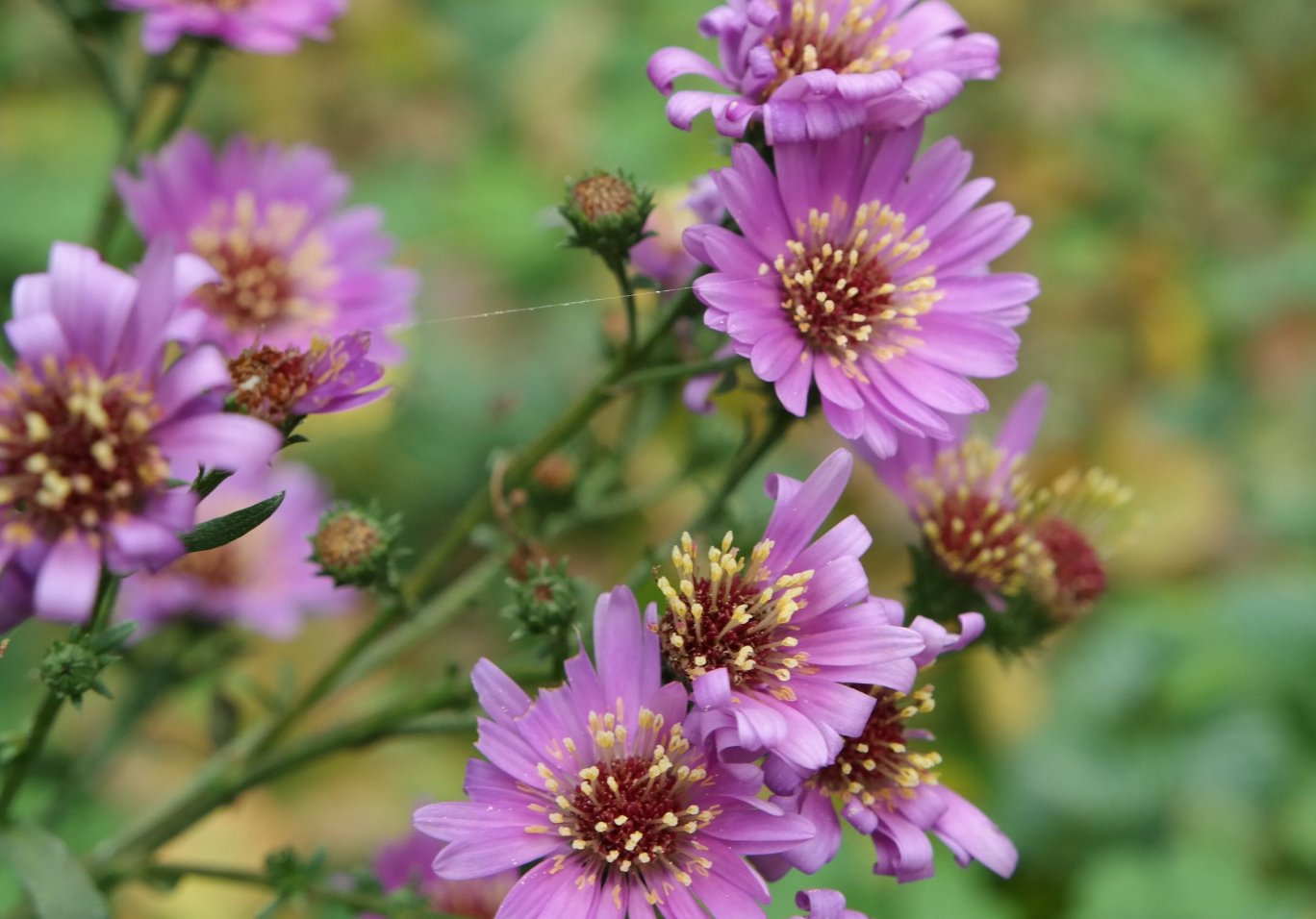 Image of genus Symphyotrichum specimen.