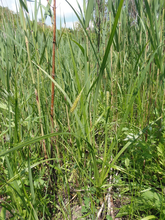 Image of Carex riparia specimen.