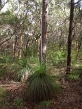 Xanthorrhoea australis. Зацветающее растение. Австралия, Квинсленд, о. Фрейзер, эвкалиптовый лес в центральной части острова. 16.04.2009.