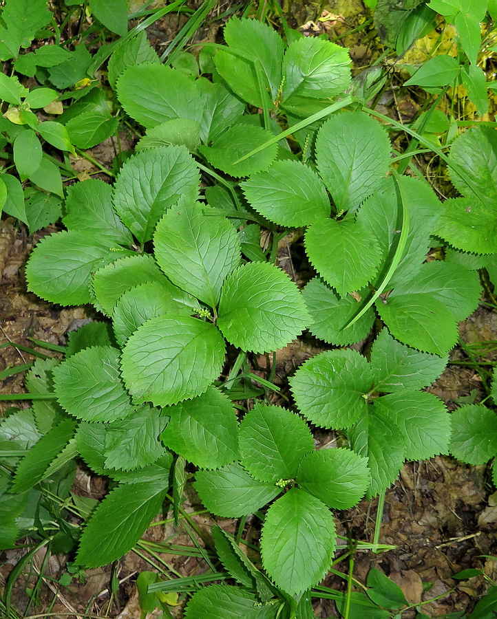 Image of Chloranthus quadrifolius specimen.