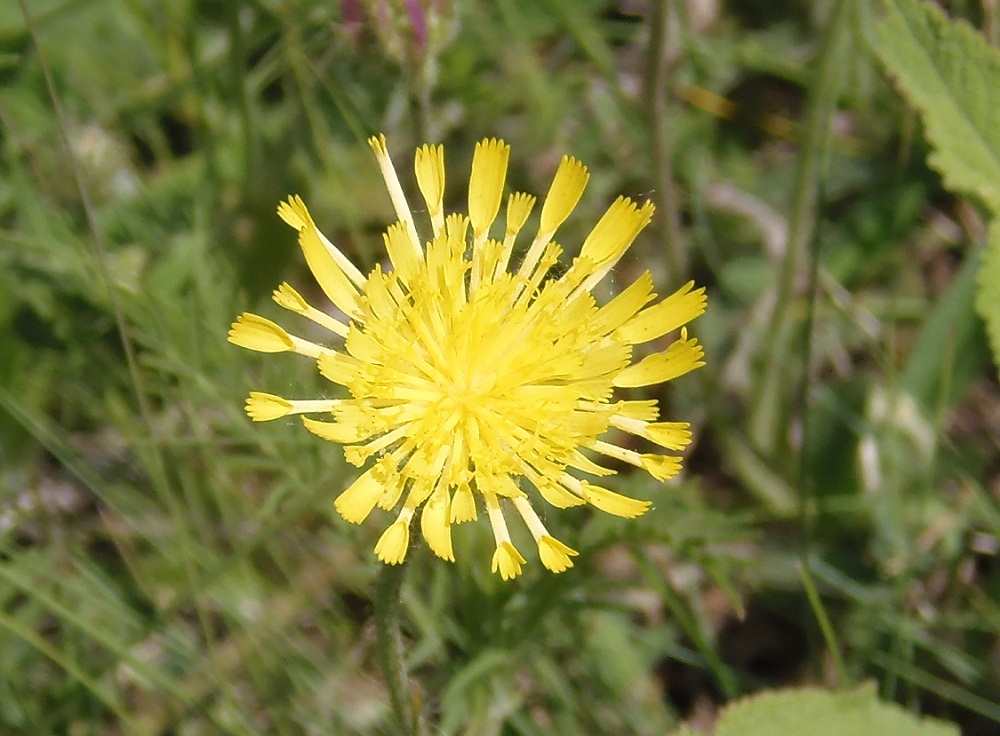 Изображение особи Pilosella officinarum.