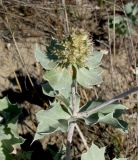 Eryngium maritimum