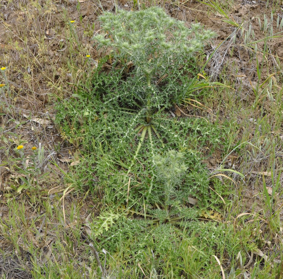 Изображение особи Cardopatium corymbosum.