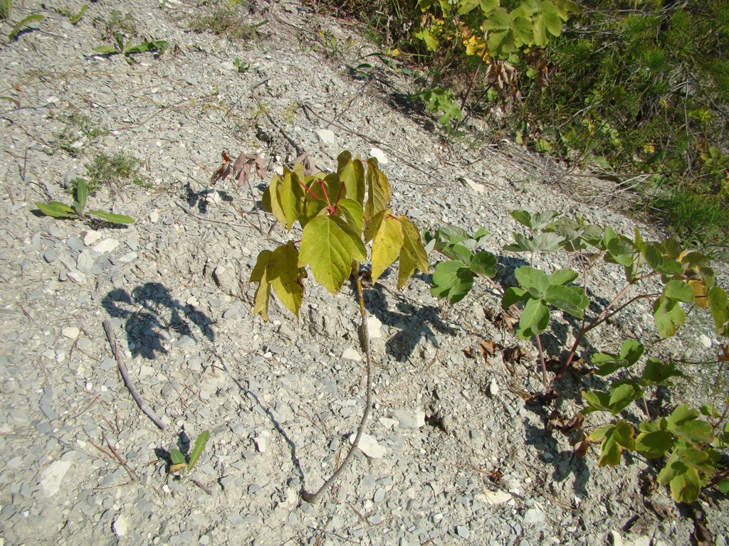 Image of Acer negundo specimen.