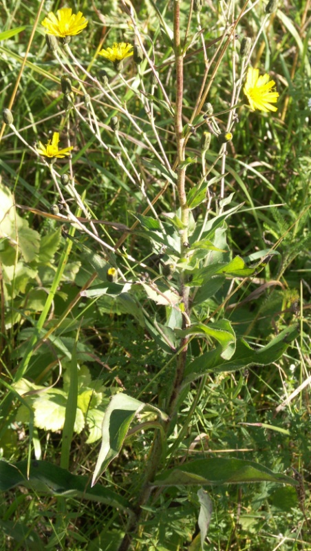 Image of Hieracium sabaudum specimen.