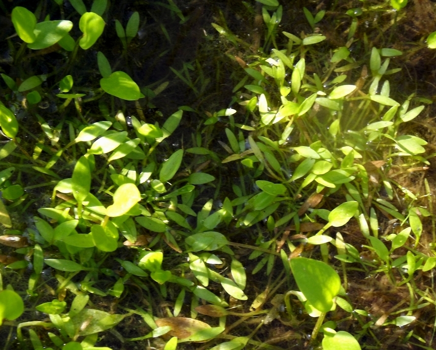 Image of Alisma orientale specimen.