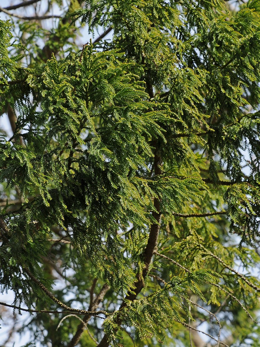 Image of Taiwania cryptomerioides specimen.