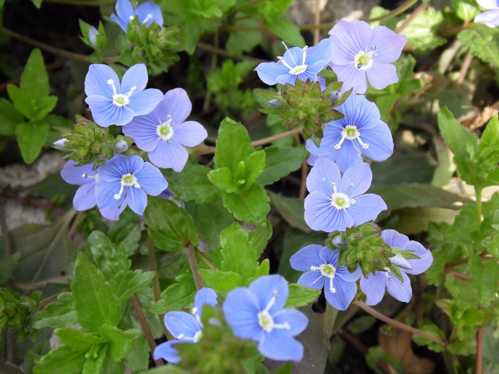 Image of Veronica umbrosa specimen.