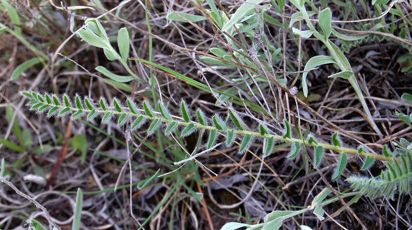 Изображение особи Astragalus henningii.