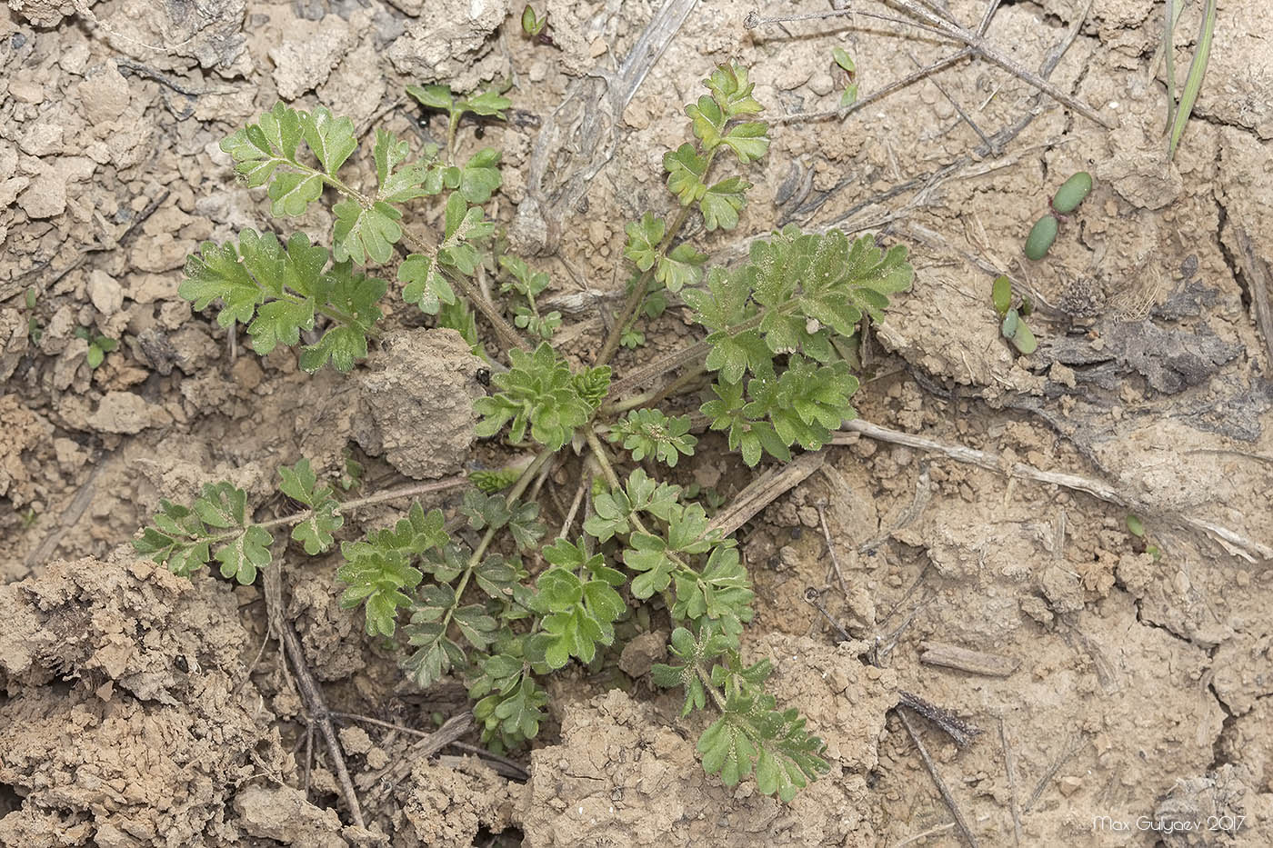 Image of genus Potentilla specimen.