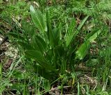 Rumex acetosa. Молодое растение. Московская обл., Раменский р-н, окр. ж.-д. платформы Хрипань, смешанный лес у ЛЭП. 12.05.2017.