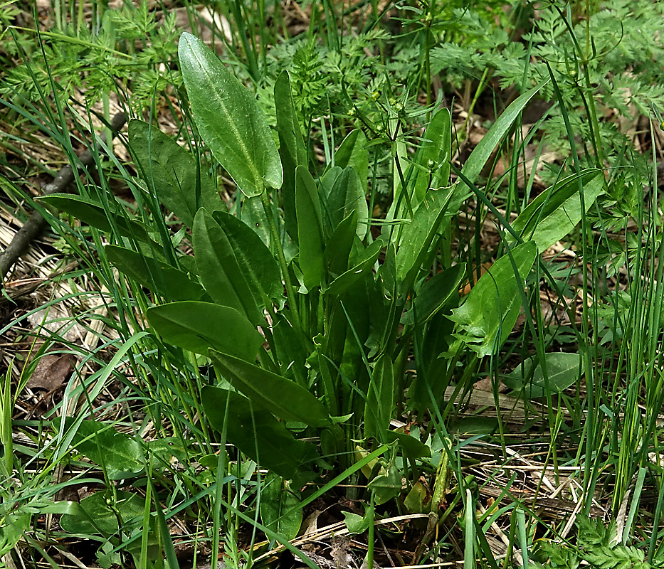 Изображение особи Rumex acetosa.