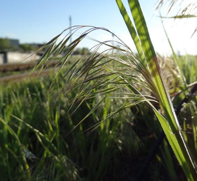 Изображение особи Anisantha tectorum.