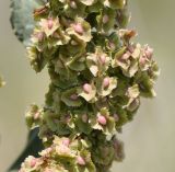 Rumex cristatus. Часть соплодия. Греция, Халкидики, окр. с. Неа Потидеа (Νέα Ποτίδαια), край оливкового сада. 23.05.2017.