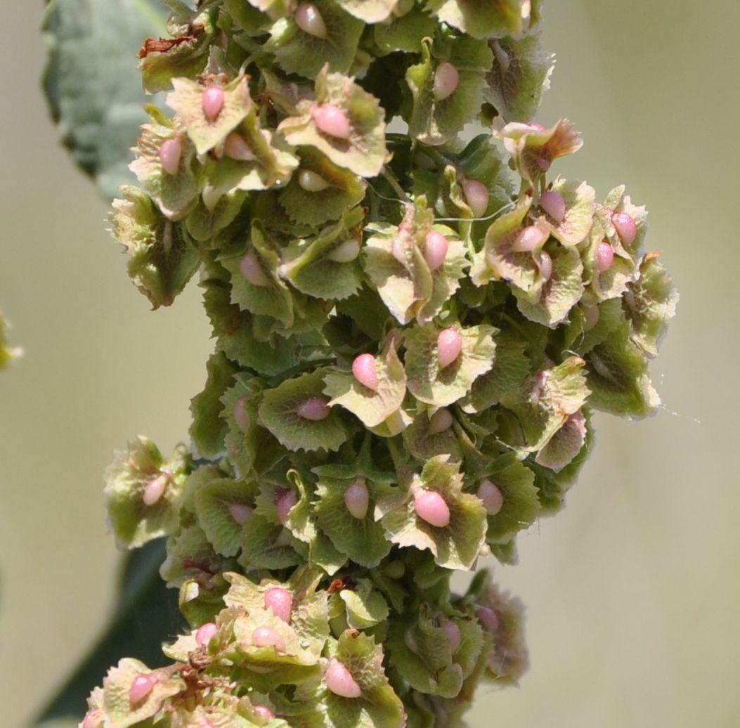 Image of Rumex cristatus specimen.