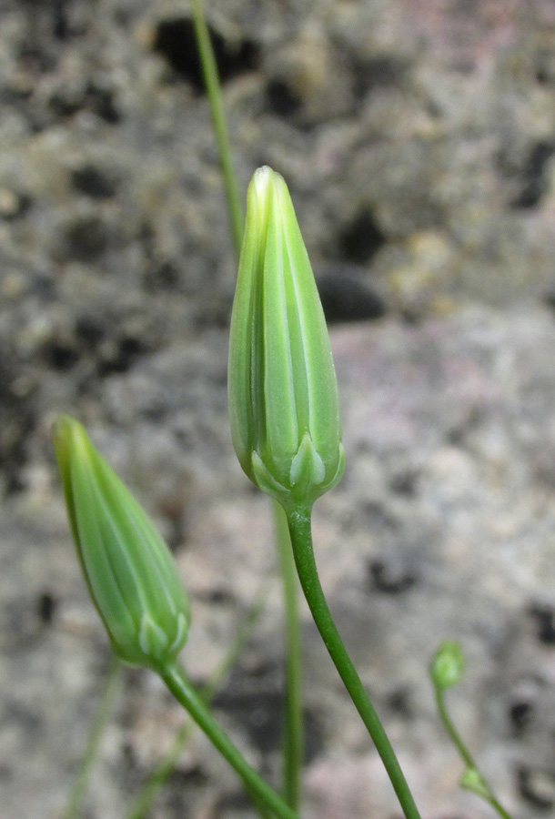 Image of Crepis pulchra specimen.