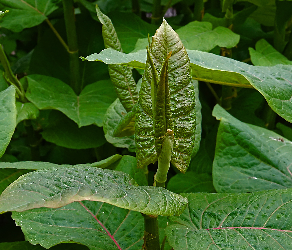 Изображение особи Reynoutria sachalinensis.