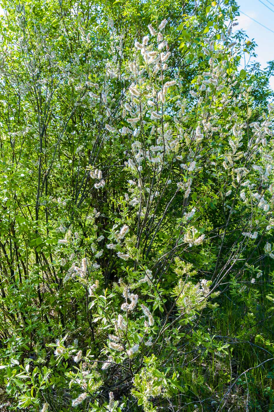 Image of Salix cinerea specimen.