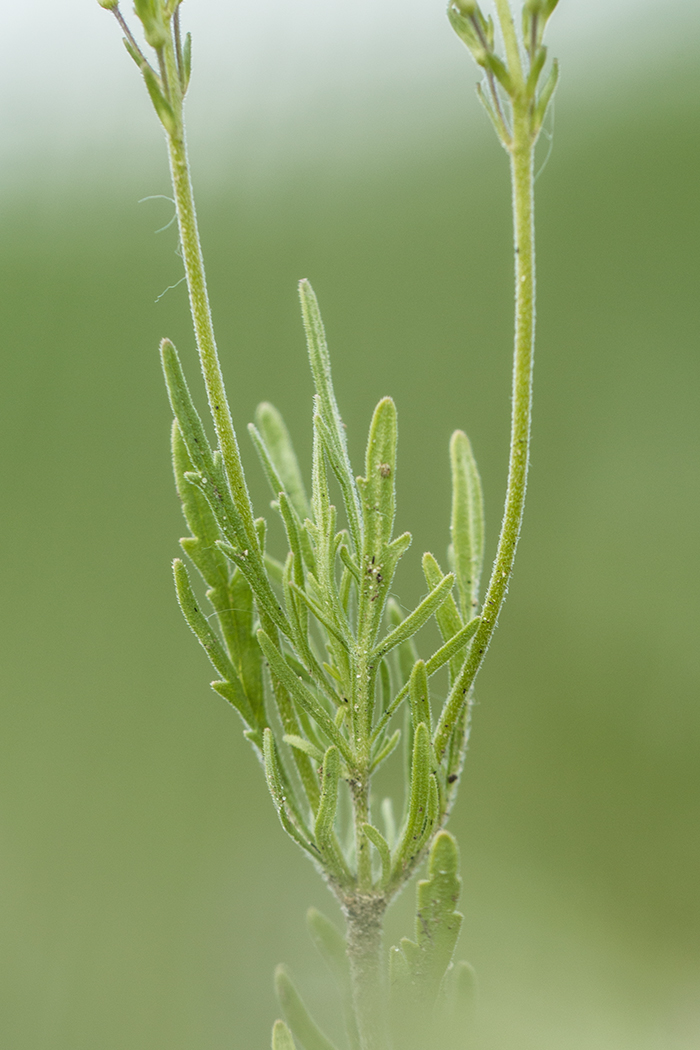 Image of Veronica jacquinii specimen.