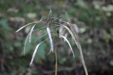 Macropodium pterospermum