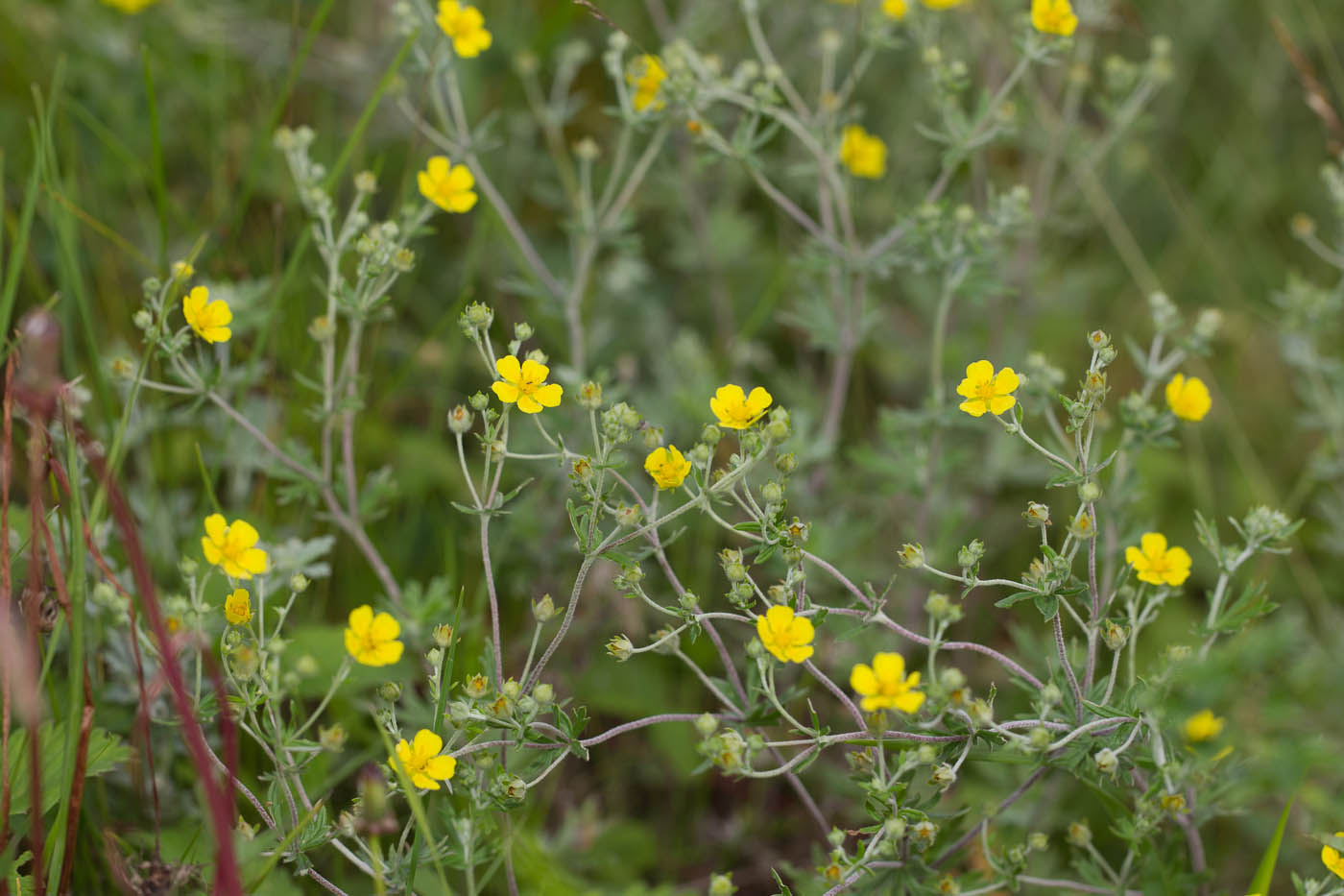 Изображение особи Potentilla argentea.