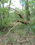 Carex cuspidata. Верхушка плодоносящего побега; соплодия поражены головнёвым грибом Anthracoidea sp. Краснодарский край, Абинский р-н, окр. пос. Новый, преим. дубовый лес. 05.07.2017.