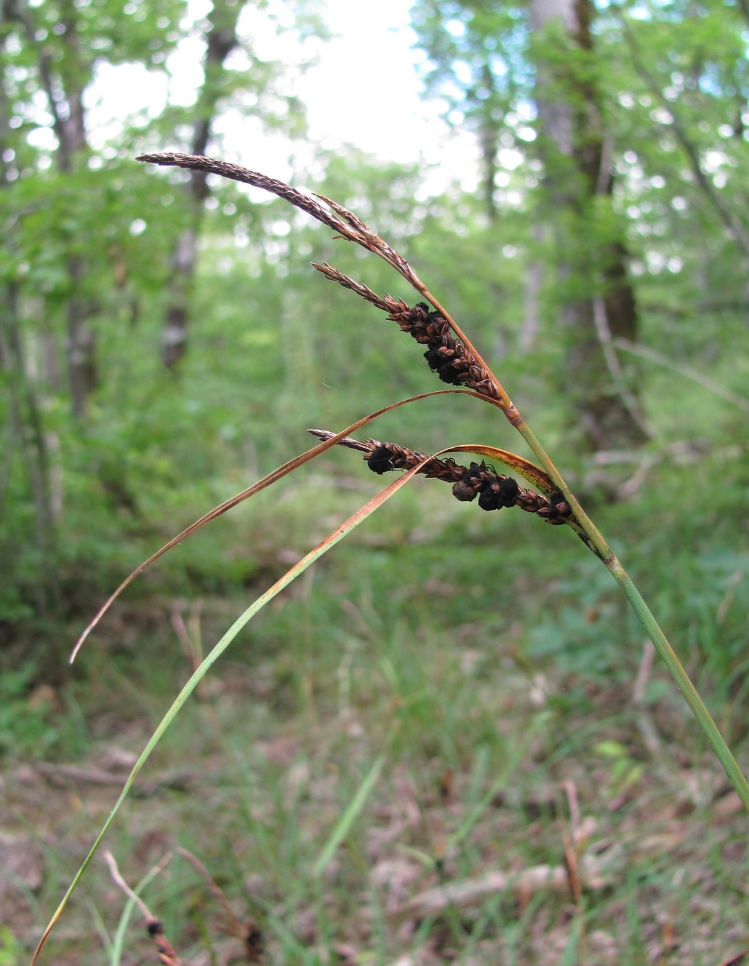 Изображение особи Carex cuspidata.