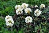 Rhododendron caucasicum
