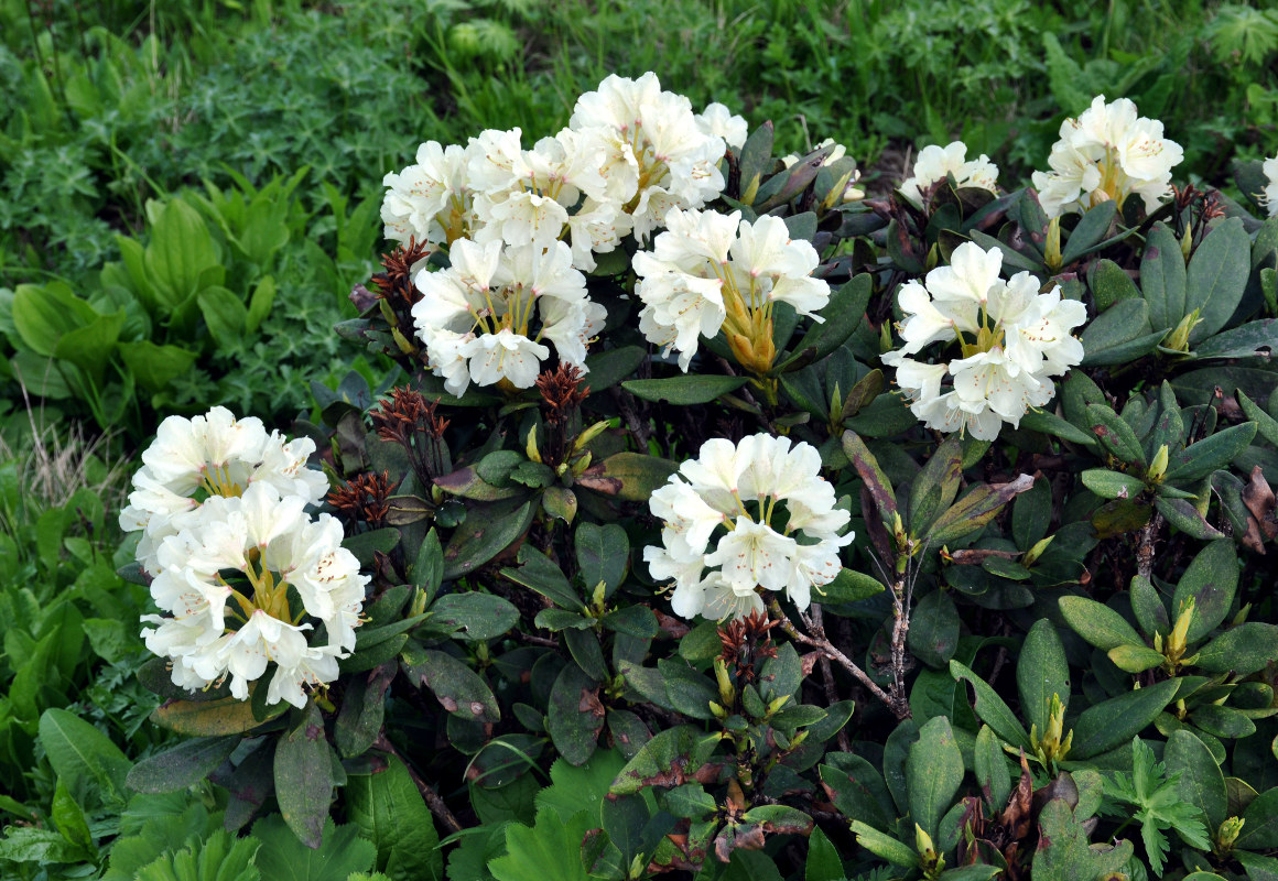 Image of Rhododendron caucasicum specimen.