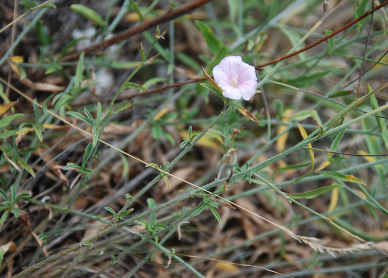 Image of Convolvulus cantabrica specimen.