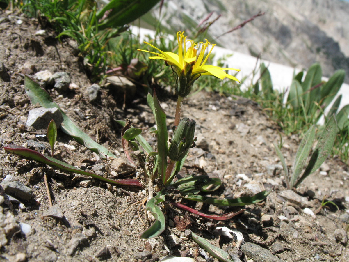 Image of Taraxacum glabellum specimen.