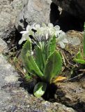 Primula bayernii. Цветущее растение. Кабардино-Балкария, Эльбрусский р-н, близ р. Ирикчат, ≈ 2900 м н.у.м. 28.07.2017.