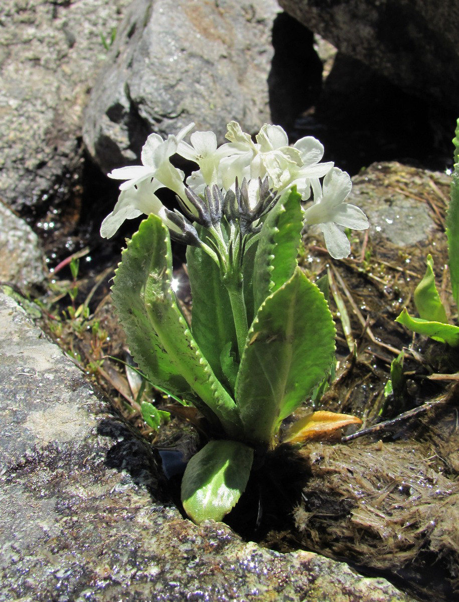 Изображение особи Primula bayernii.