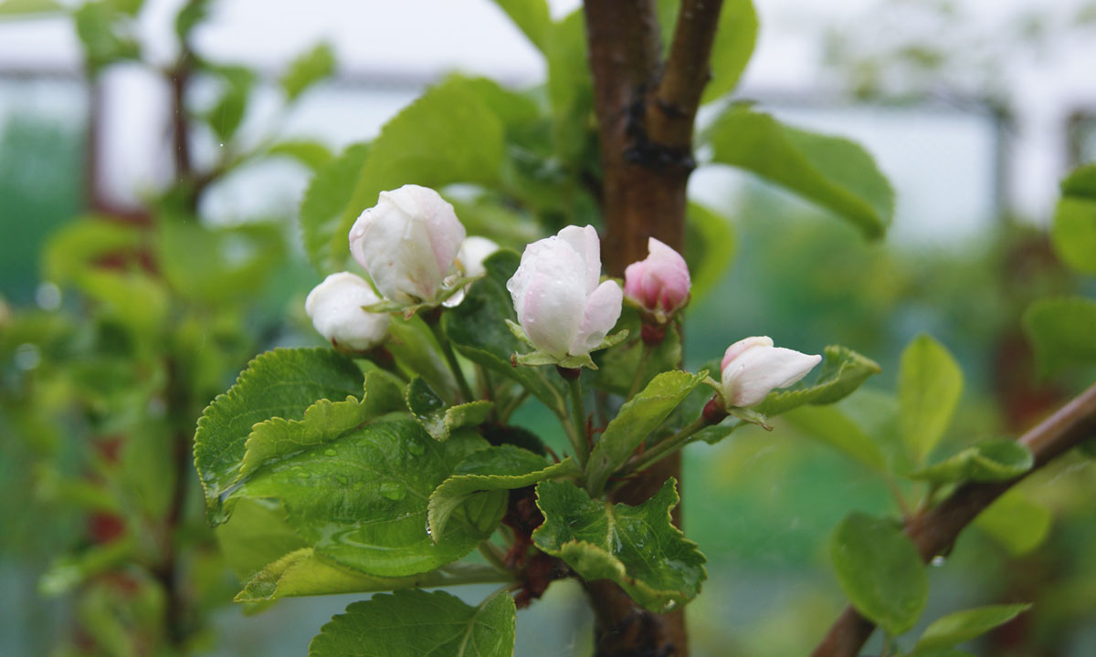 Изображение особи Malus domestica.