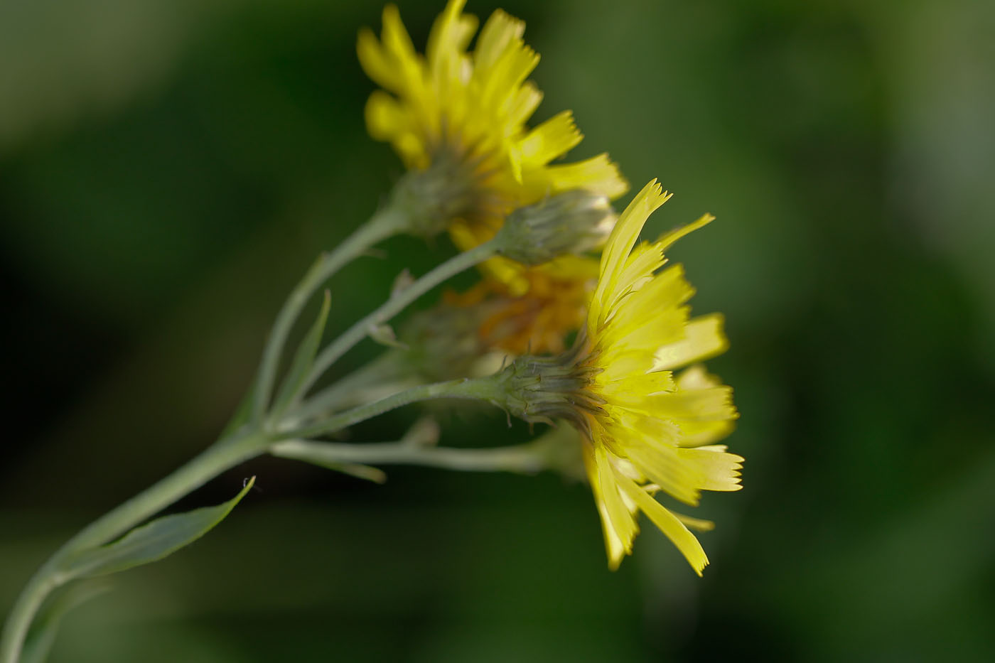 Image of genus Hieracium specimen.