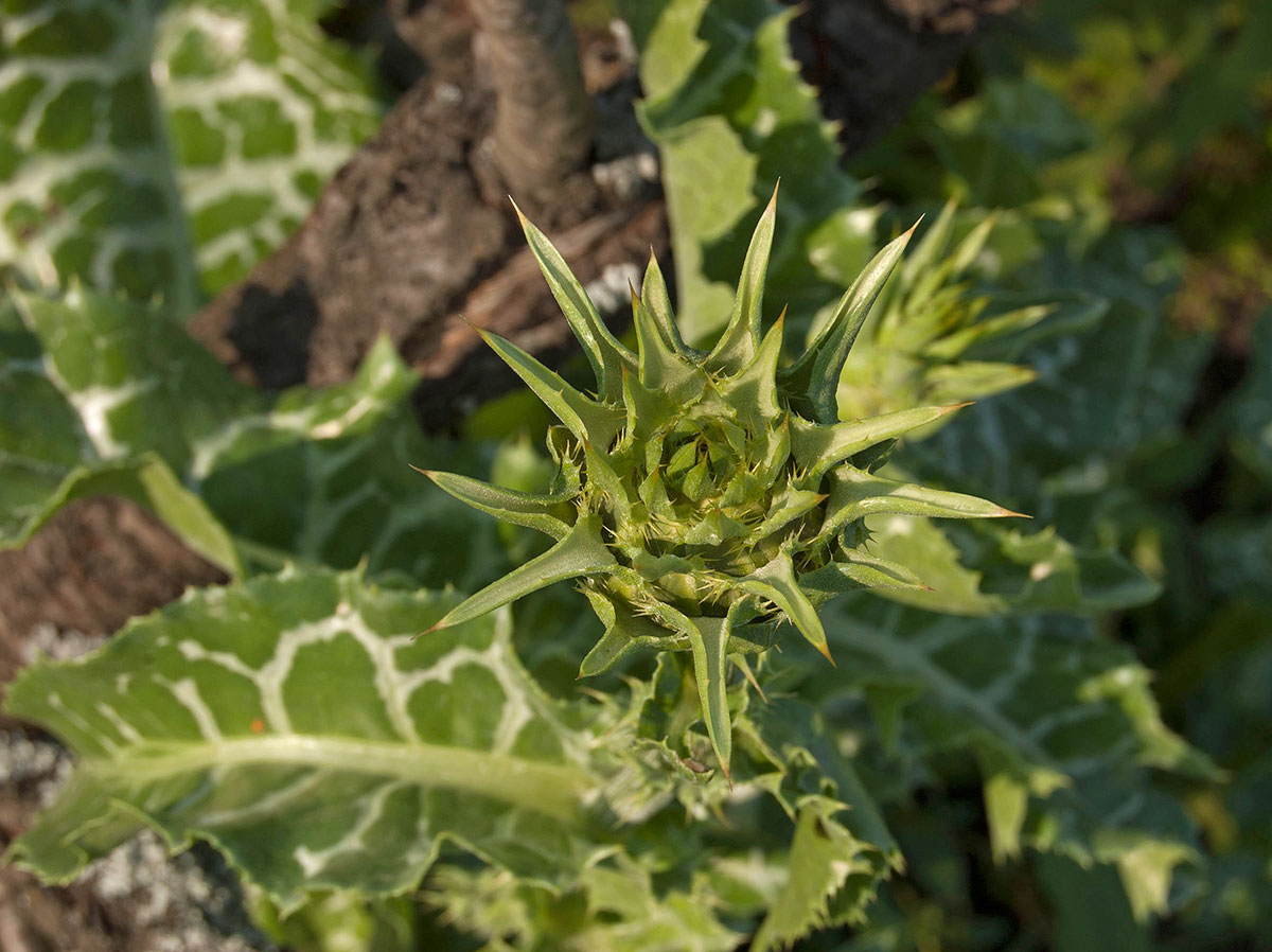 Изображение особи Silybum marianum.