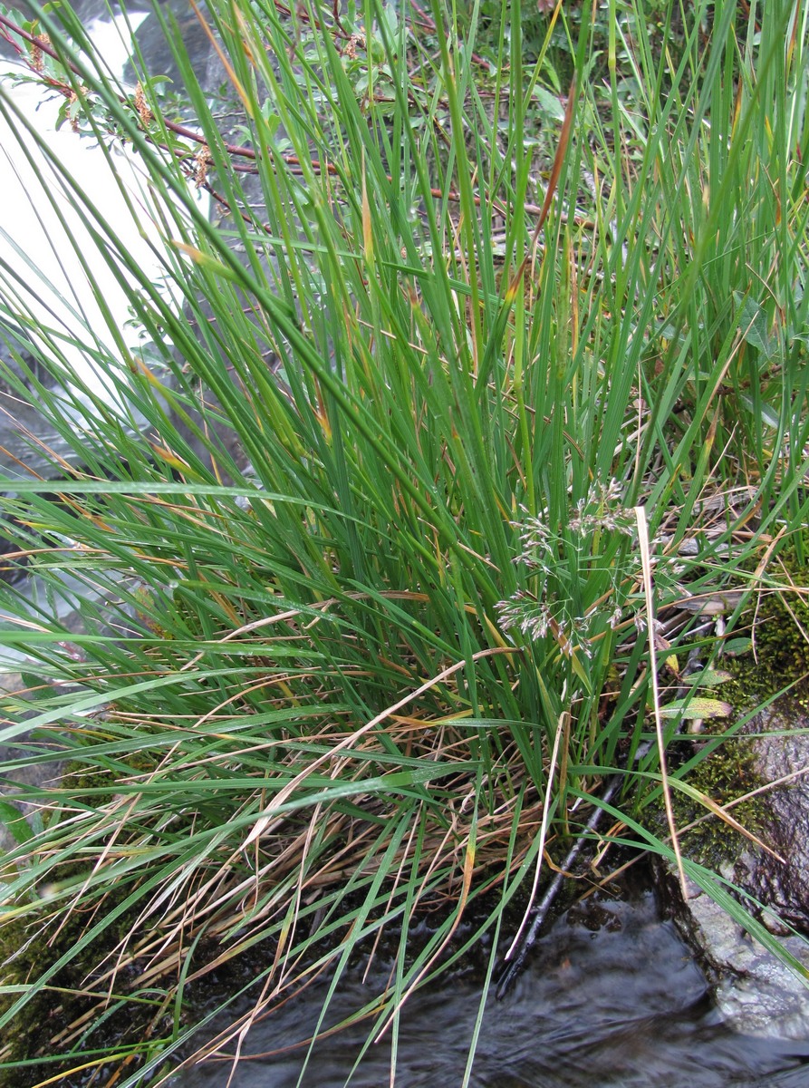 Image of genus Deschampsia specimen.