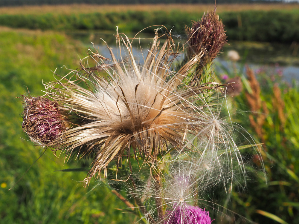 Изображение особи Cirsium vulgare.