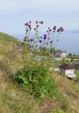 Centaurea scabiosa