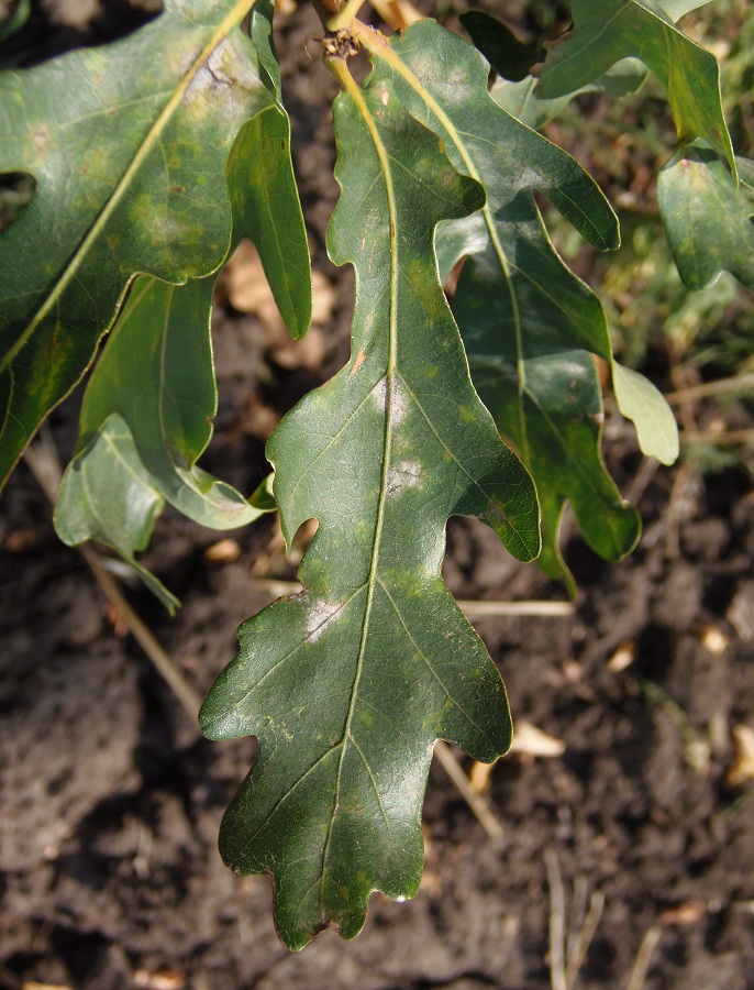 Image of genus Quercus specimen.