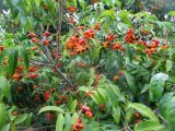 Harpullia pendula