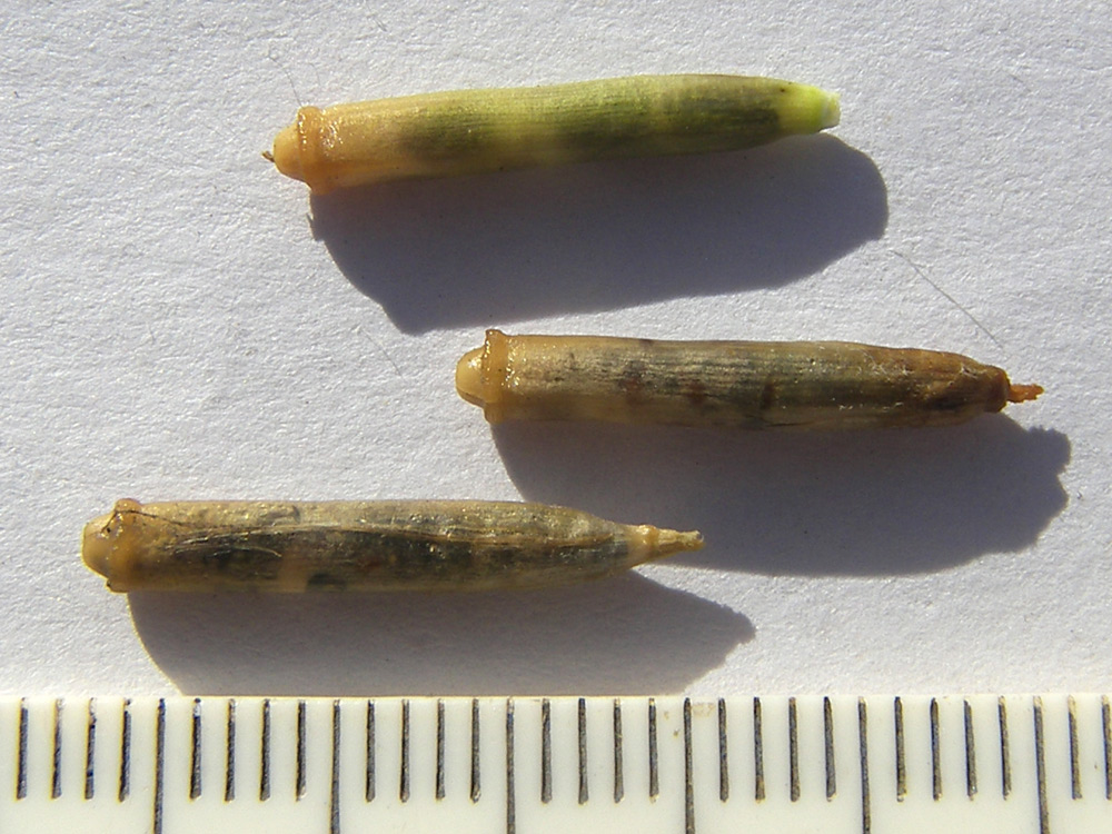 Image of Dianthus elbrusensis specimen.