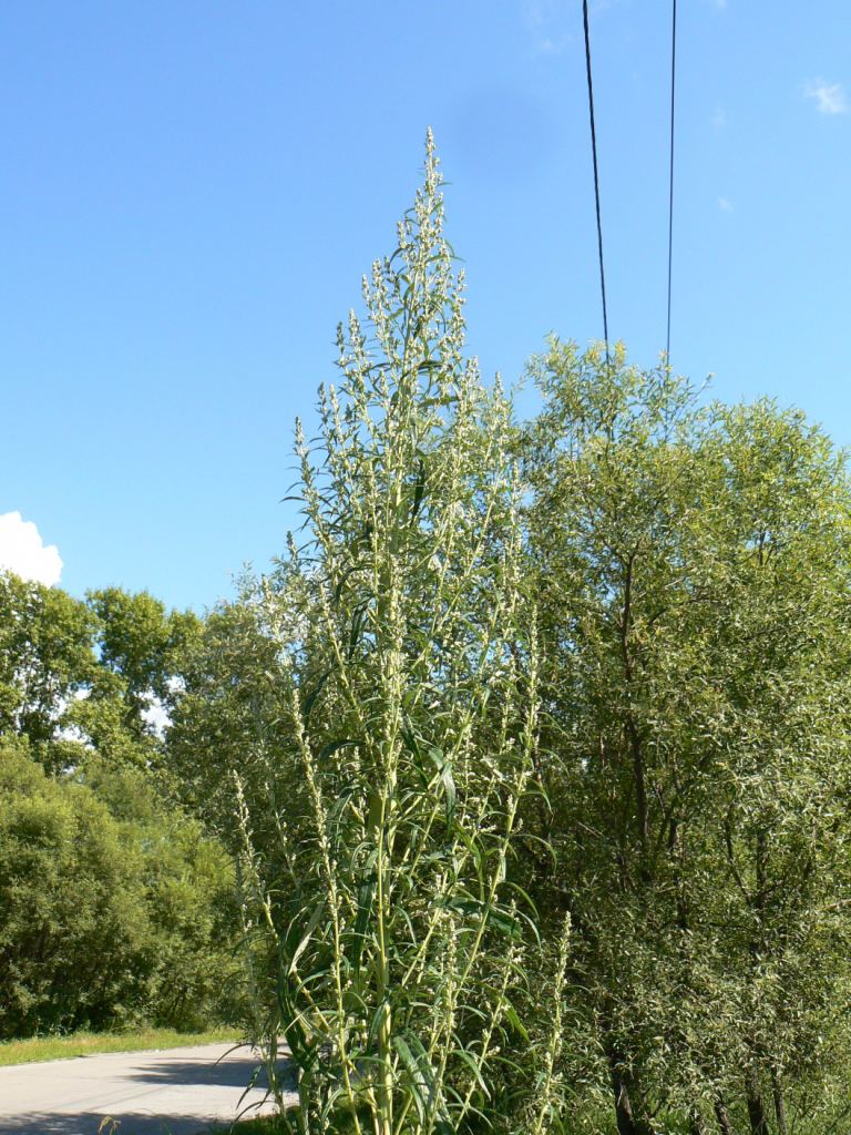 Image of Artemisia umbrosa specimen.