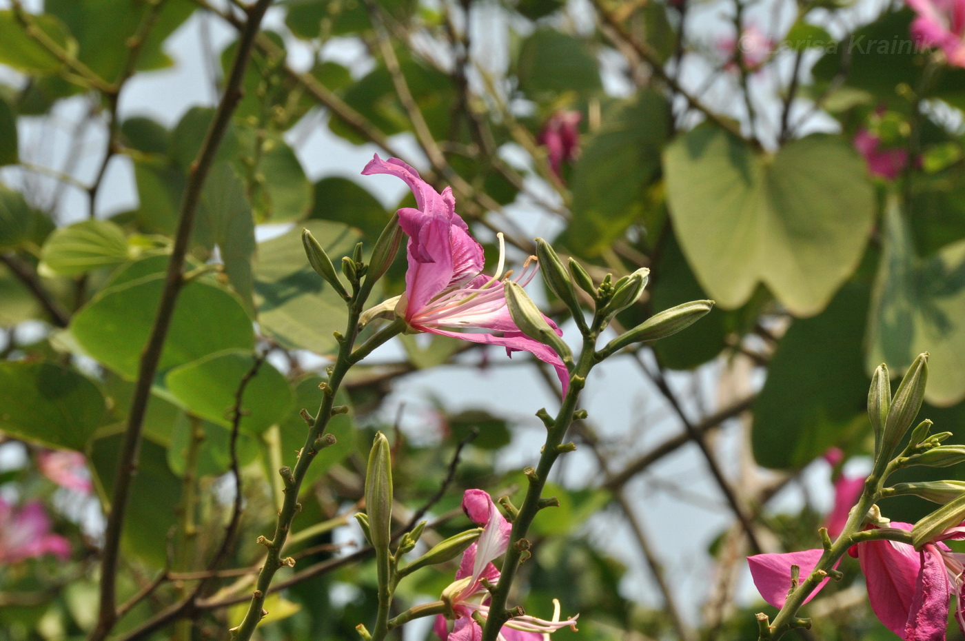 Image of Bauhinia variegata specimen.