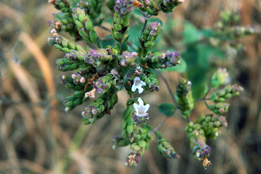 Image of Origanum vulgare ssp. viride specimen.