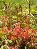 Drosera rotundifolia. Плодоносящие растения на сфагнуме. Магаданская обл., Ольский р-н, окр. оз. Глухое, заболоченный участок. 31.07.2017.