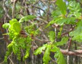 Quercus robur