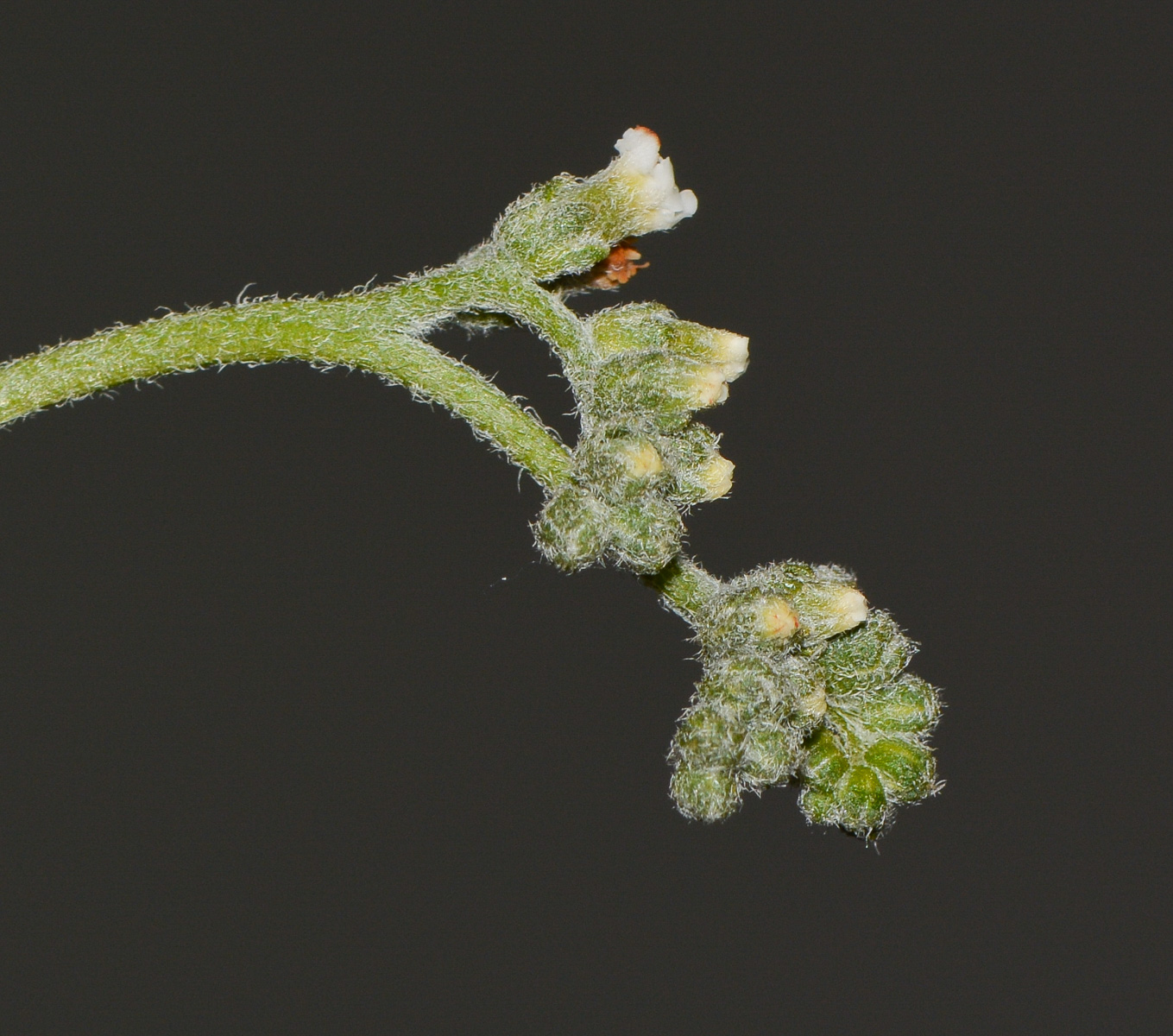 Изображение особи Heliotropium bacciferum.