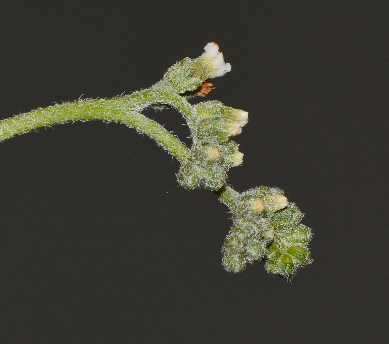 Image of Heliotropium bacciferum specimen.