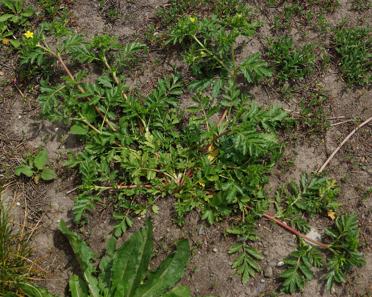 Image of Potentilla supina specimen.